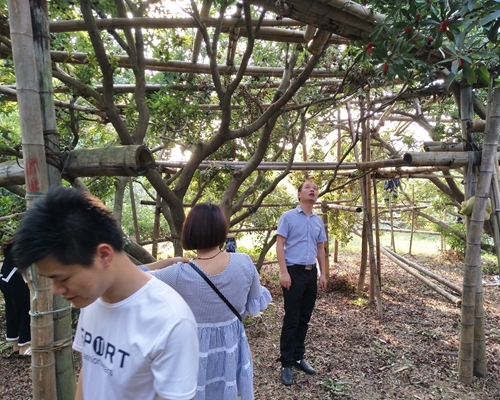 團隊一起摘楊梅活動